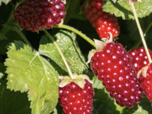 Mûre Loganberry