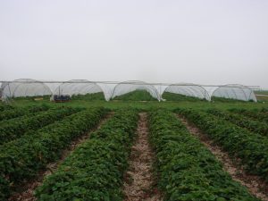 Tunnel Fraisier – Largeur 5 m Arceaux Ø 32 mm
