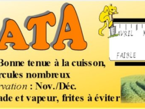 Pomme de terre Agata