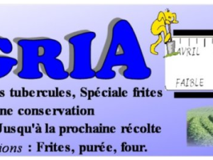 Pomme de terre Agria