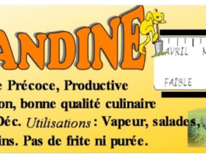 Pomme de terre Amandine