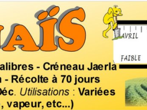 Pomme de terre Anaïs