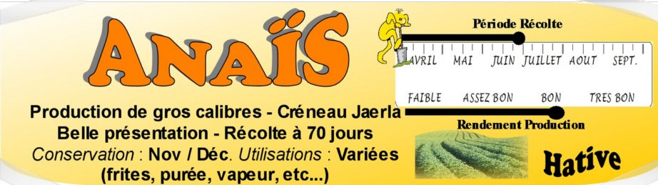 Pomme de terre Anaïs