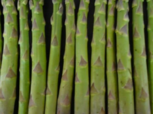 Asperge Darvador