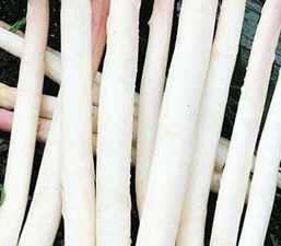 Asperge Grolim