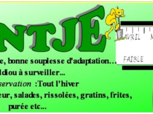 Pomme de terre Bintje