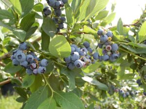 Myrtille Bluecrop
