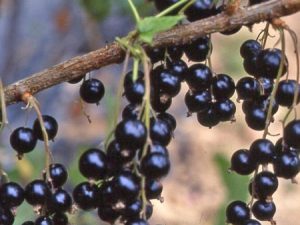Cassis Andéga