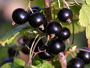Cassis Black Down