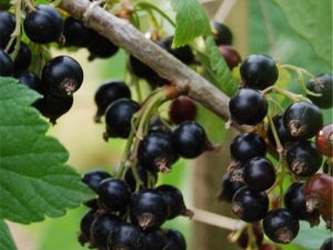 Cassis Noir de Bourgogne