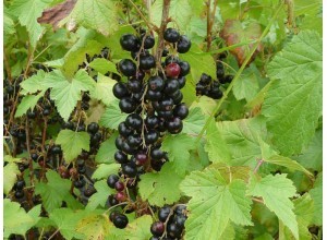 Cassis Ténah