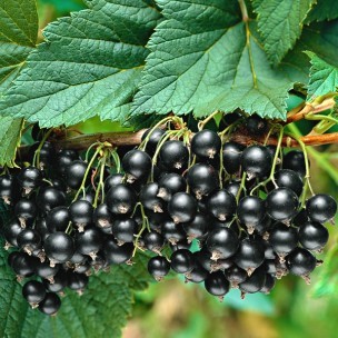 Cassis Titania