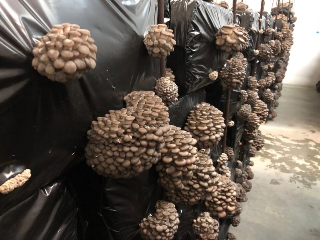 Champignons Pleurote