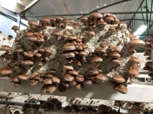 Champignons Shiitake