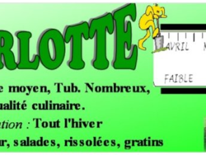 Pomme de terre Charlotte