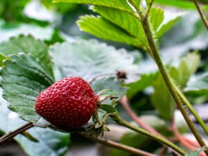 Fraisier Ciflorette