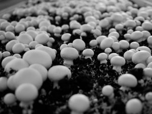 Compost champignons de Paris blancs