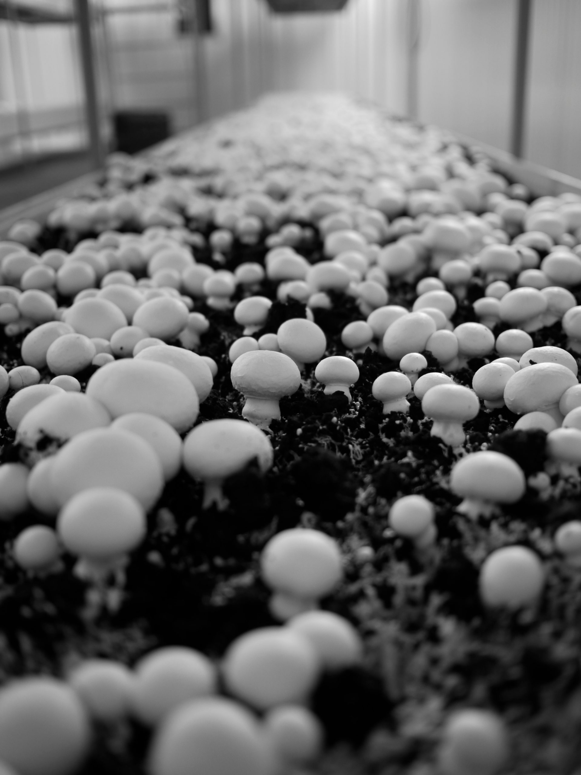 Compost champignons de Paris blancs