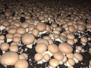 Compost AB Champignons de Paris bruns