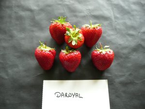 Fraisier Daroyal