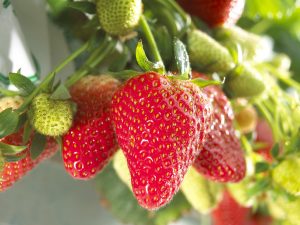 Fraisier Darselect