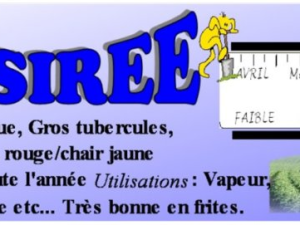 Pomme de terre Desirée