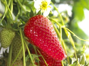 Fraisier Donna