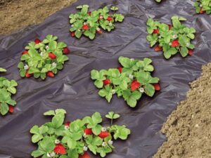 Paillage biodégradable spécial fraise