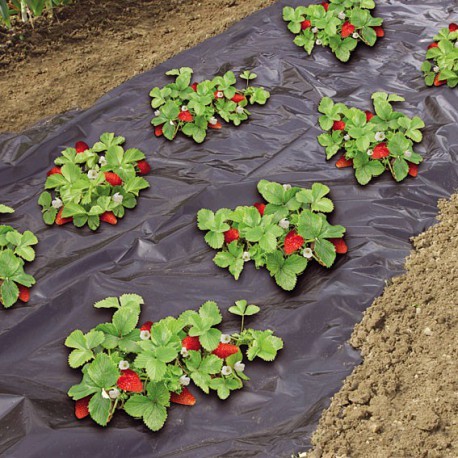 Paillage biodégradable spécial fraise