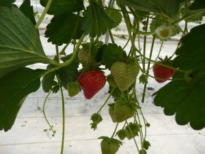 Fraisier Amandine