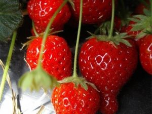 Fraisier Cijosée