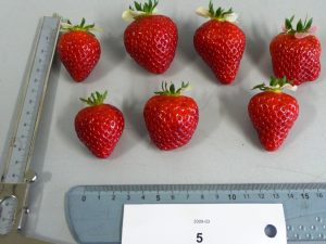Fraisier Cirafine