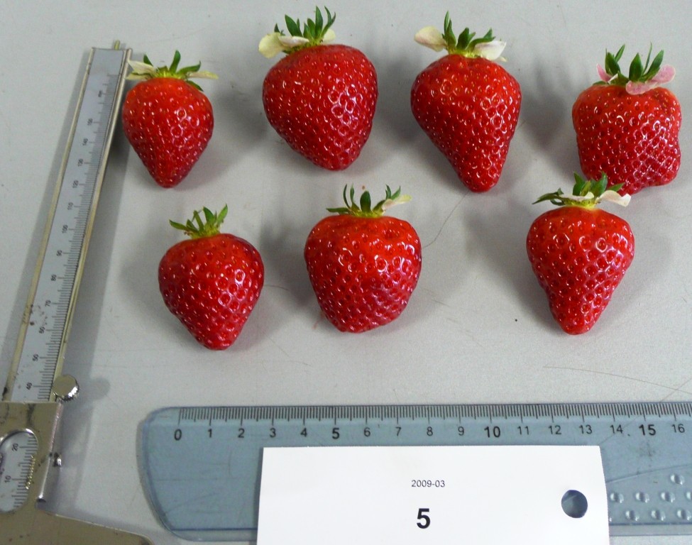 Fraisier Cirafine
