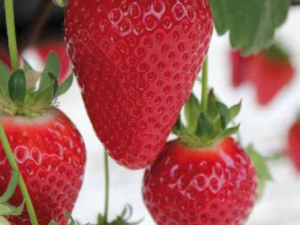 Fraisier Dream