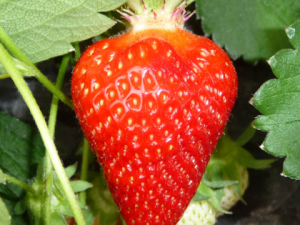 Fraisier Korona