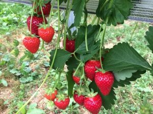 Fraisier Malling Centenary