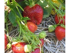 Fraisier Malwina