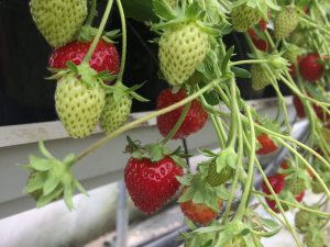 Fraisier Mara des Bois