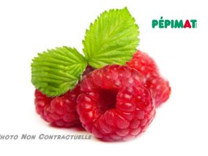 Framboisier Malling Promise