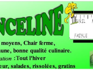 Pomme de terre Franceline
