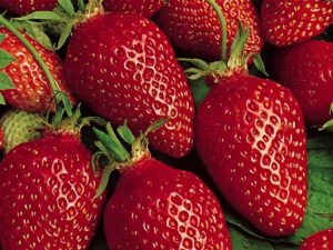 Fraisier Gariguette