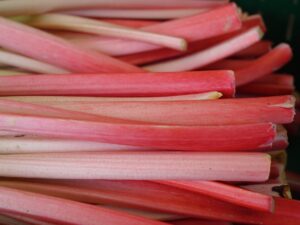 Rhubarbe Valentine