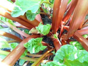 Rhubarbe Mikoot