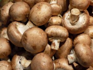 Compost champignons de Paris bruns