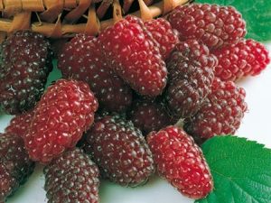 Mûre Tayberry