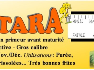 Pomme de terre Ostara