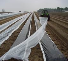 Paillage Spécial Asperge - Daios Plastics