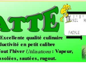 Pomme de terre Ratte