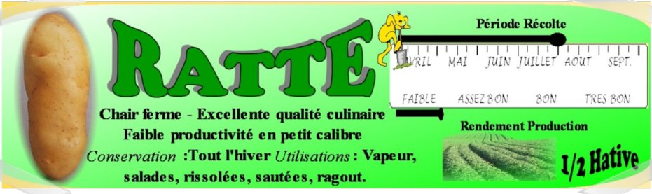 Pomme de terre Ratte