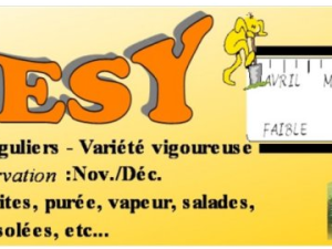 Pomme de terre Resy
